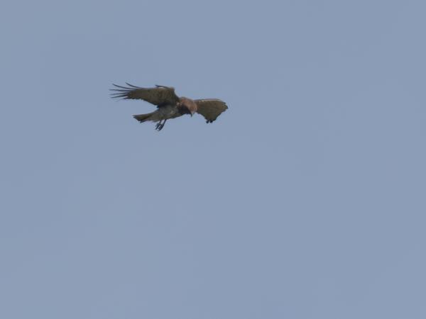 Slangenarend (Circaetus gallicus)